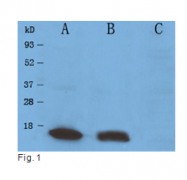 AP10558PU-N - Histone H3
