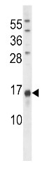 AP11850PU-N - Osteocalcin