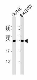AP11992PU-N - UCHL1 / PGP9.5