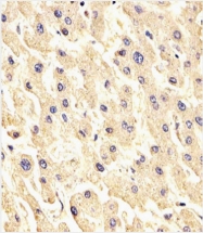 AP13235PU-N - Sclerostin / SOST