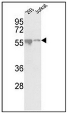AP13743PU-N - CDKL2