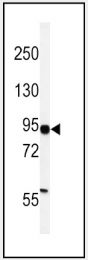 AP14543PU-N - HIF1A / HIF1 alpha
