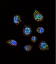 AP14543PU-N - HIF1A / HIF1 alpha