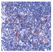 AP15548PU-S - CD178 / Fas Ligand