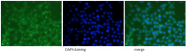 AP15745PU-S - Prohibitin / PHB