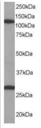 AP16054PU-N - RanBP7 / Importin-7