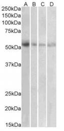 AP16297PU-N - SLC18A2 / VMAT2
