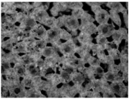AP16445PU-N - GAPDH