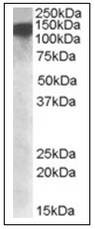 AP16965PU-N - DHX9