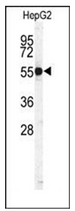 AP17259PU-N - Cathepsin H