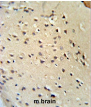 AP20052PU-N - Lamin-B1 (LMNB1)