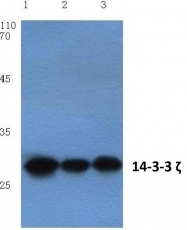 AP20192PU-N - 14-3-3 protein zeta/delta