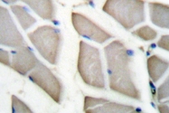 AP20192PU-N - 14-3-3 protein zeta/delta