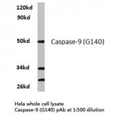 AP20208PU-N - Caspase-9