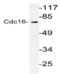 AP20213PU-N - CDC16 / APC6