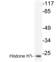 AP20238PU-N - Histone H1.0