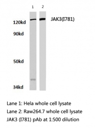 AP20252PU-N - Tyrosine-protein kinase JAK3