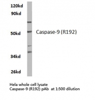 AP20294PU-N - Caspase-9