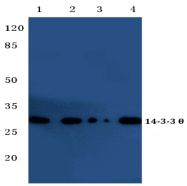 AP20329PU-N - 14-3-3 protein theta
