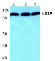 AP20344PU-N - CD19