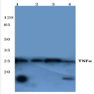 AP20373PU-N - Tumor necrosis factor (TNF-alpha)