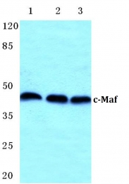 AP20377PU-N - MAF