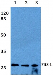AP20420PU-N - Flt3 ligand