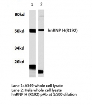 AP20424PU-N - hnRNP-H / HNRNPH1