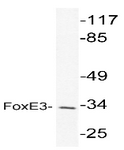 AP20439PU-N - FOXE3 / FKHL12