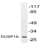 AP20450PU-N - DUSP19