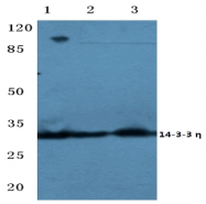 AP20467PU-N - 14-3-3 protein eta