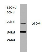 AP20472PU-N - Serotonin receptor 4 / HTR4