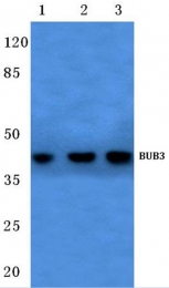 AP20475PU-N - BUB3