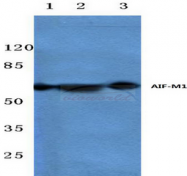 AP20480PU-N - AIF1