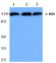 AP20497PU-N - CD117 / c-kit