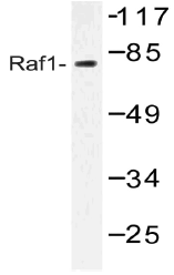 AP20499PU-N - RAF1