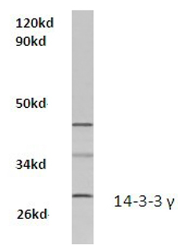 AP20539PU-N - 14-3-3 protein gamma