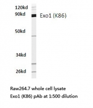 AP20554PU-N - Exonuclease 1 (EXO1)