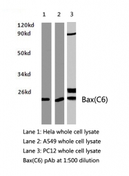 AP20556PU-N - Galectin-7