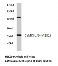 AP20564PU-N - CAMK2A