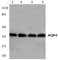 AP20566PU-N - Aquaporin-4 / AQP4