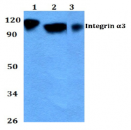 AP20567PU-N - CD49c / ITGA3