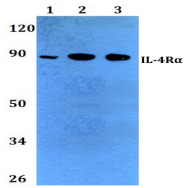 AP20570PU-N - CD124 / IL4R