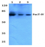 AP20571PU-N - Fucosyltransferase 4