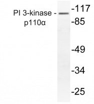 AP20582PU-N - PIK3CA