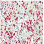 AP20583PU-N - Cathepsin G