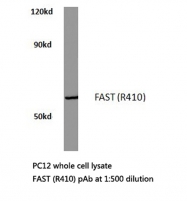 AP20588PU-N - FAST kinase