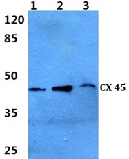 AP20594PU-N - GJC1 / Cx45