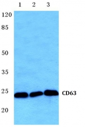 AP20598PU-N - CD63