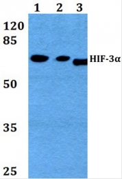 AP20606PU-N - HIF3A / HIF3 alpha